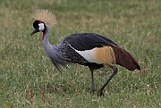 Grey crowned crane (balearica regulorum),  Ngorongoro crater